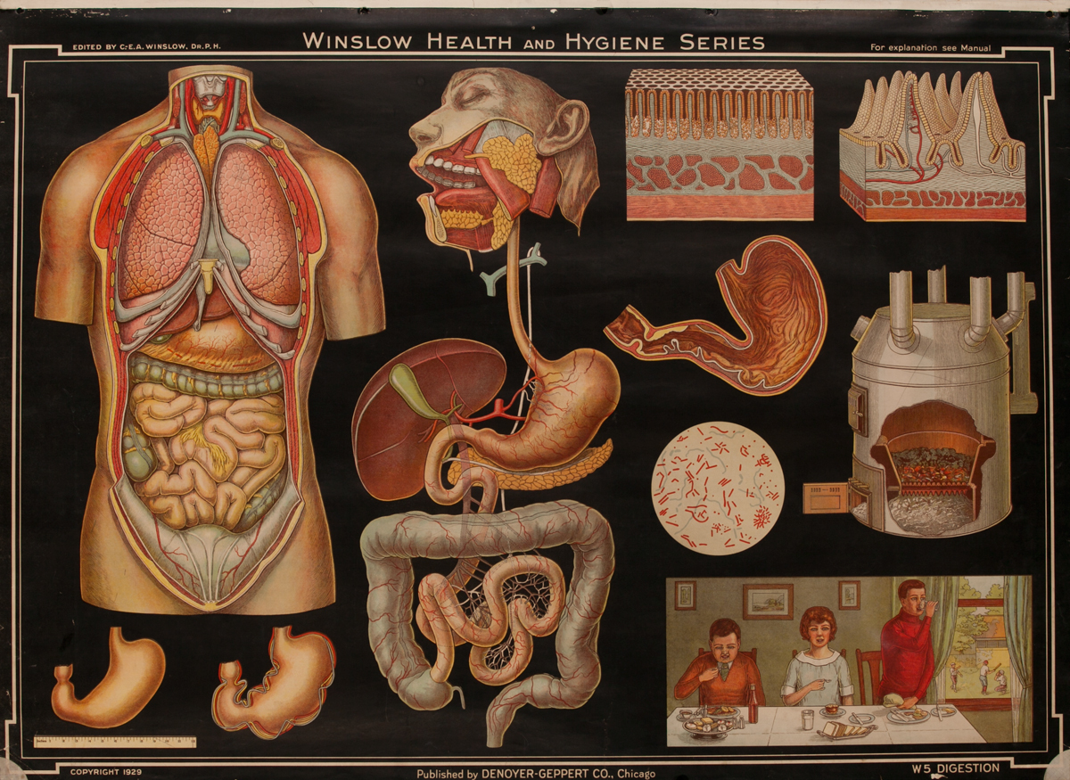Winslow Health and Hygiene Series Poster, W5 Digestion