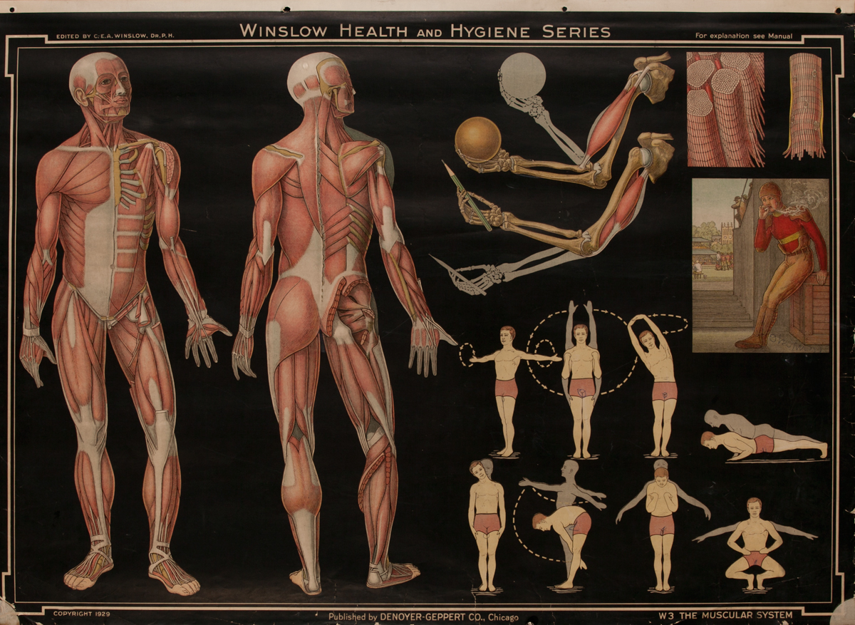 Winslow Health and Hygiene Series Poster, W3 The Muscular System
