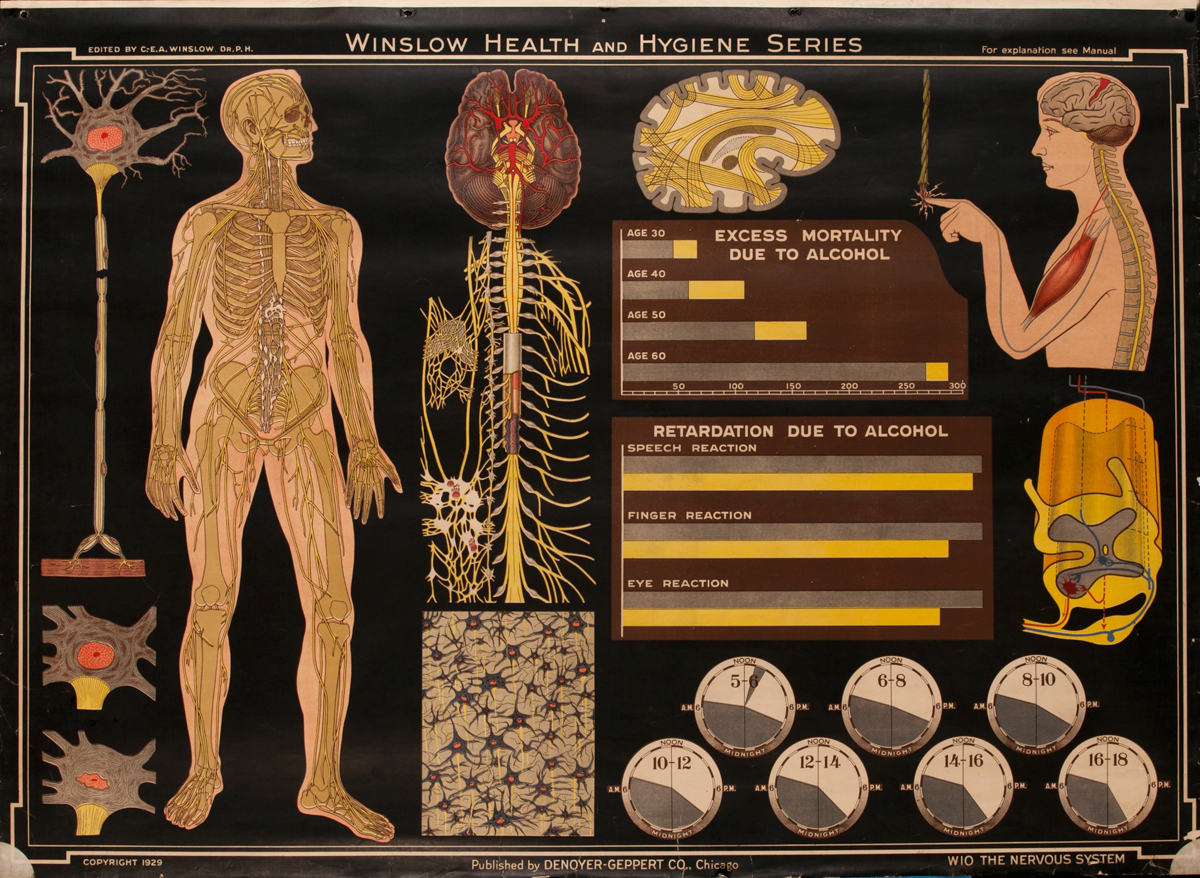 Winslow Health and Hygiene Series Poster, W10 The Nervous System