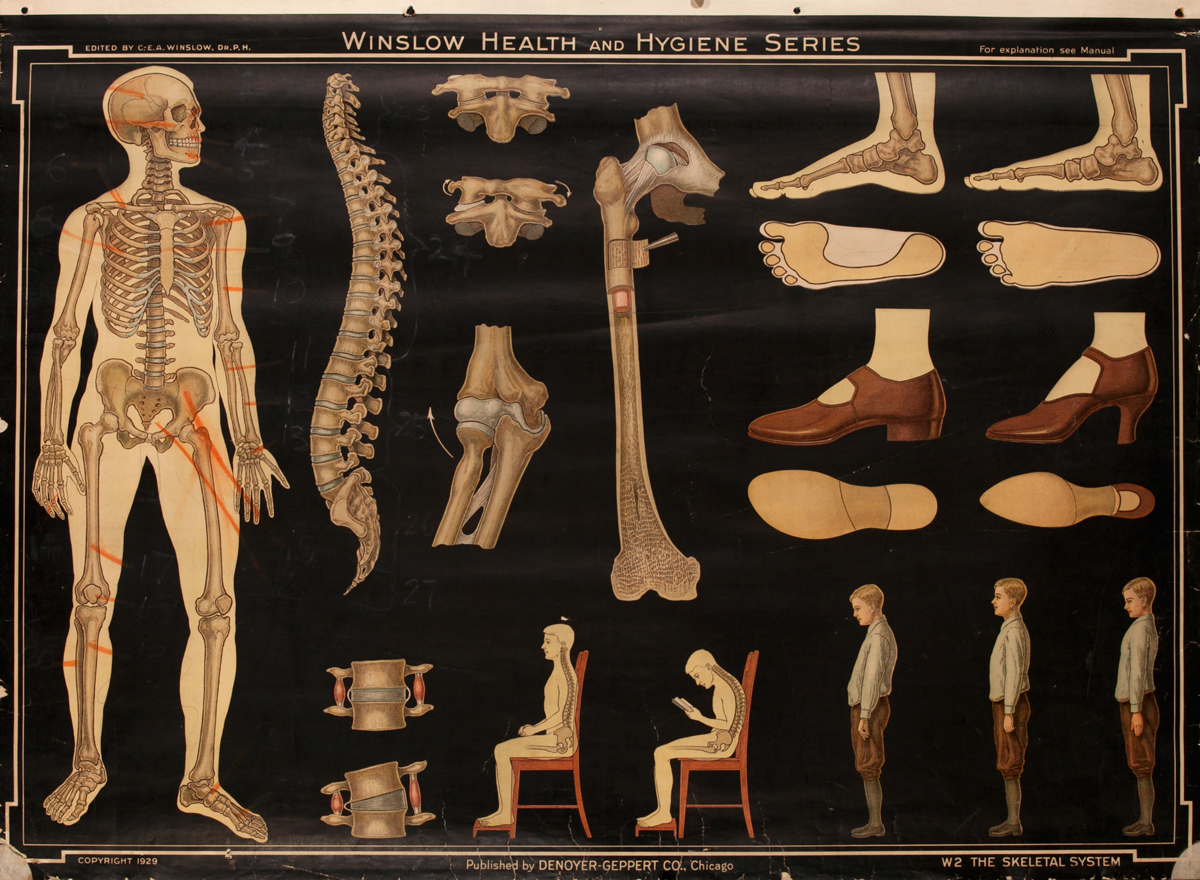 Winslow Health and Hygiene Series Poster, W2 The Skeletal System