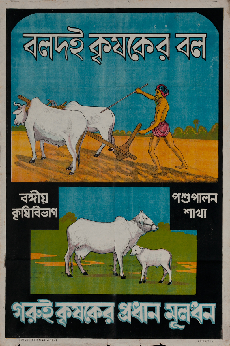 The bull is the farmer's tool - The cow is the farmer’s wealth.Bengali Indian WWII Poster
