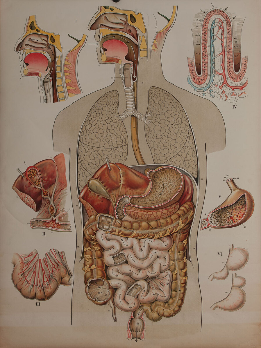 Turn of the Century Medical Chart, Digestive Track