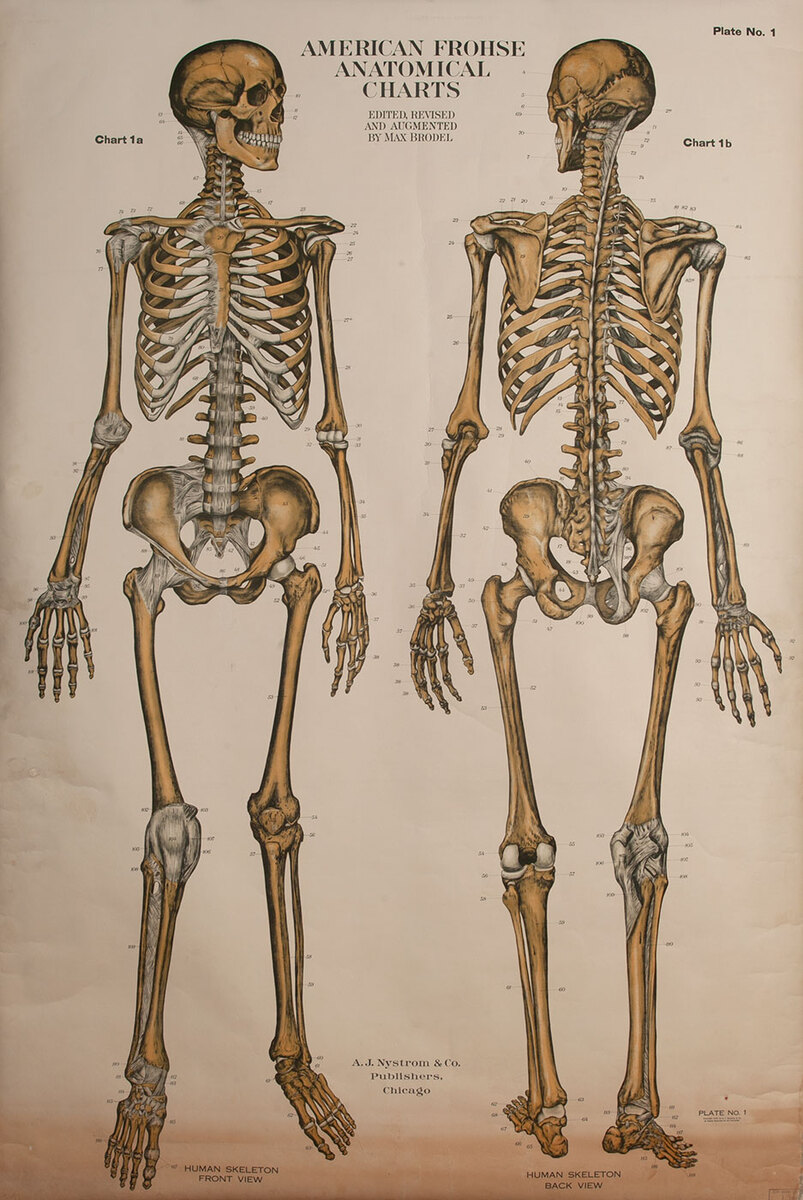 Turn of the Century Medical Chart, Human Skeleton