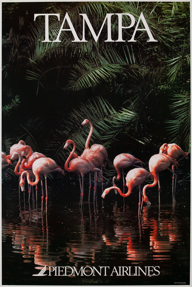 Piedmont Airlines  Tampa Florida Flamingos