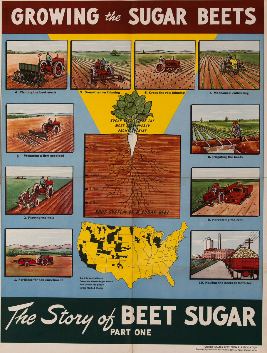 The Story of Beet Sugar Part One - Growing the Sugar Beet 