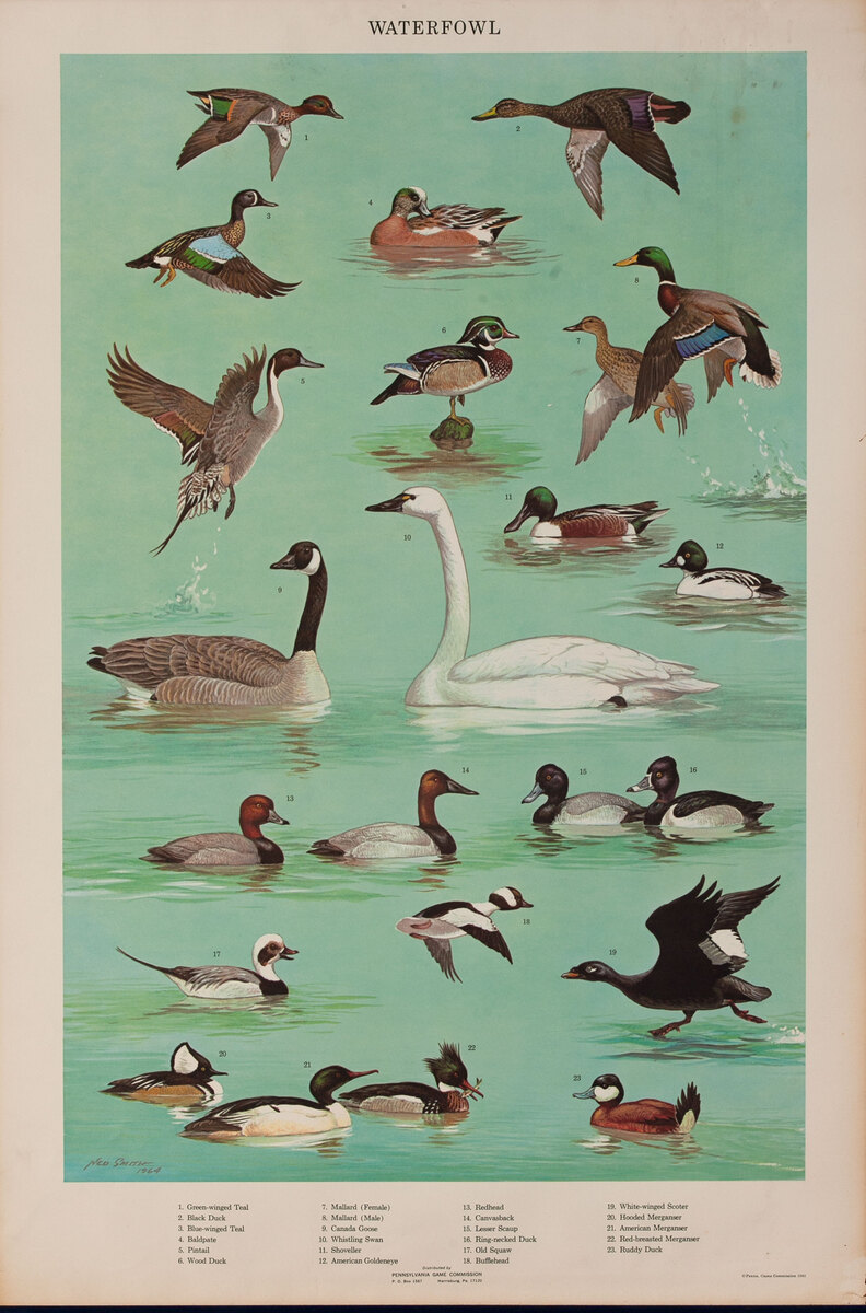 Waterfowl - Pennsylvania Game Commision Wildlife Poster