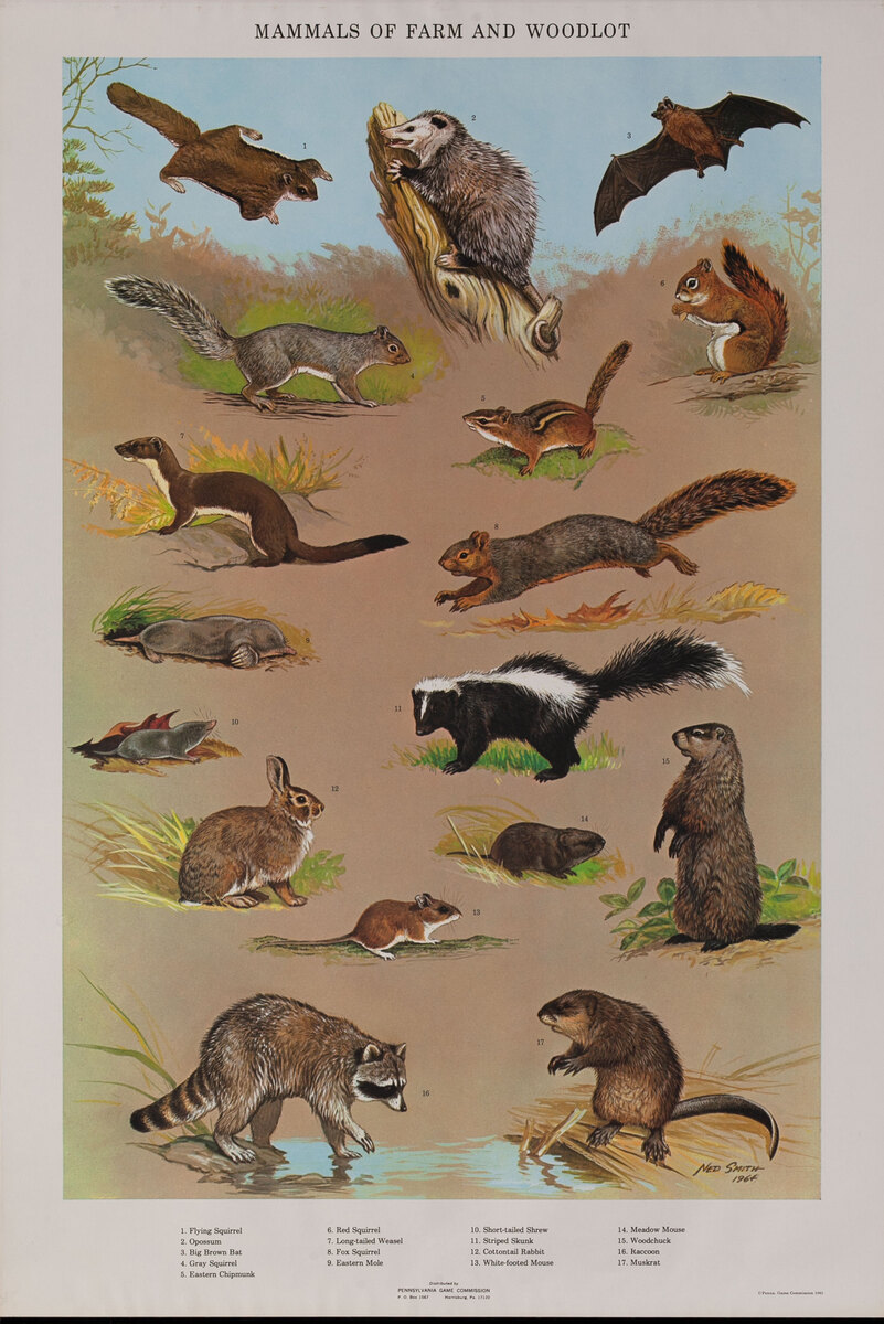 Mammals of Farm and Woodlot - Pennsylvania Game Commision Wildlife Poster