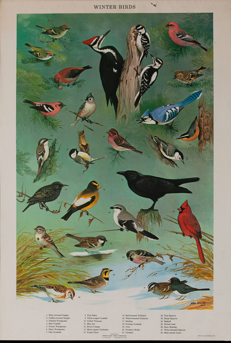 Winter Birds - Pennsylvania Game Commision Wildlife Poster