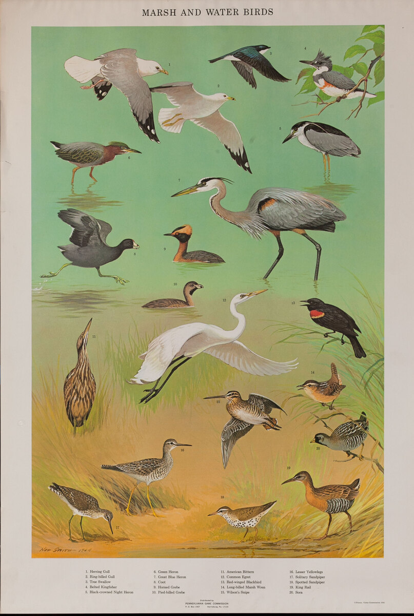 Marsh and Water Birds - Pennsylvania Game Commision Wildlife Poster