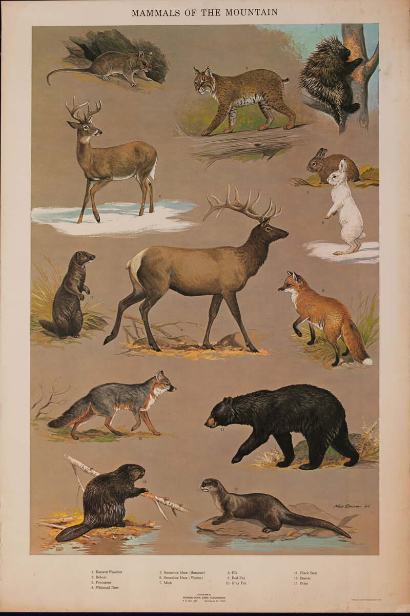 Mammals of the Mountain - Pennsylvania Game Commision Wildlife Poster