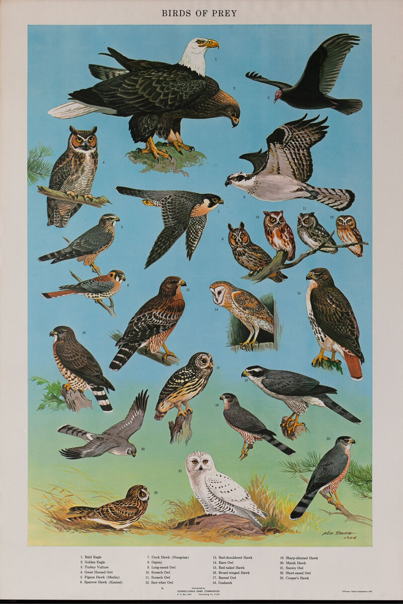 Birds of Prey - Pennsylvania Game Commision Wildlife Poster