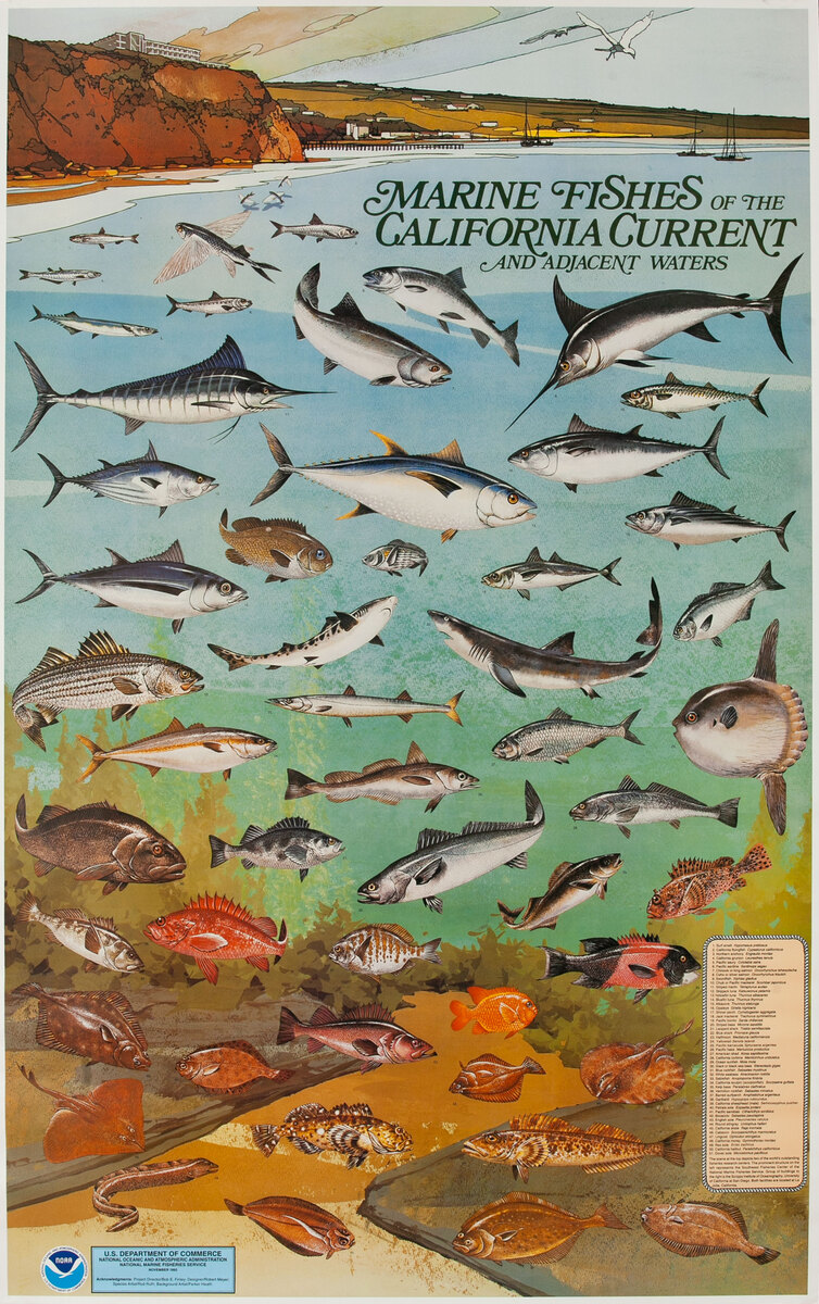  NOAA Marine Fishes of The California Current Poster, US Department of Commerce National Oceanic and Atmospheric Admninstration Poster