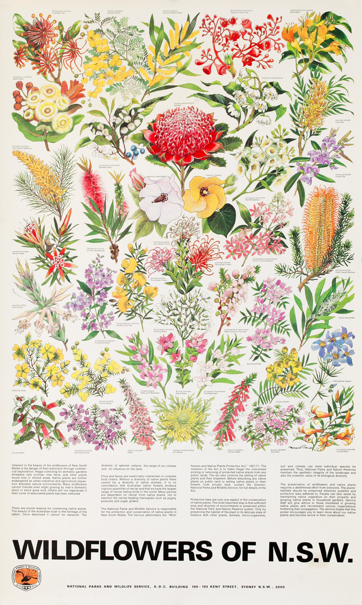 Wildflowers of N.S.W. Original Australian Flora and Fauna Poster