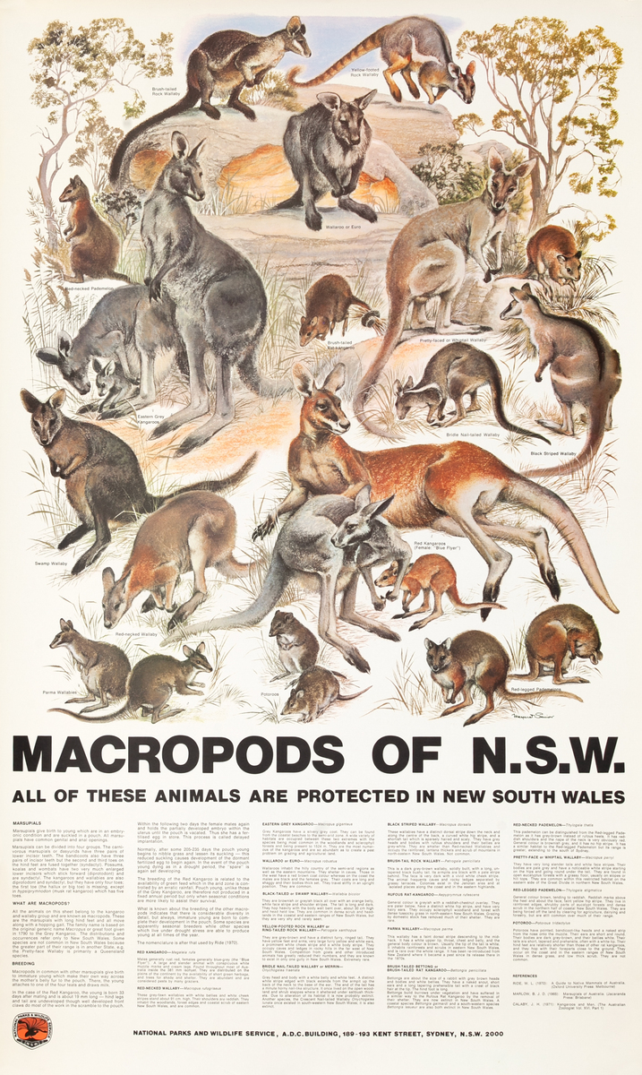 Macropods of N.S.W. Original Australian Flora and Fauna Poster