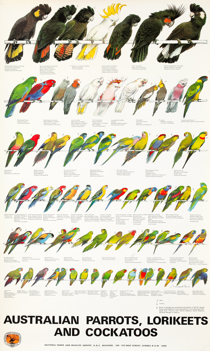 Australian Parrots, Lorikeets and Cockatoos Original Australian Flora and Fauna Poster