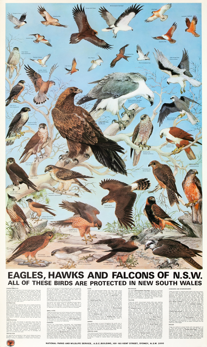 Eagles, Hawks and Falcons of N.S.W. Original Australian Flora and Fauna Poster