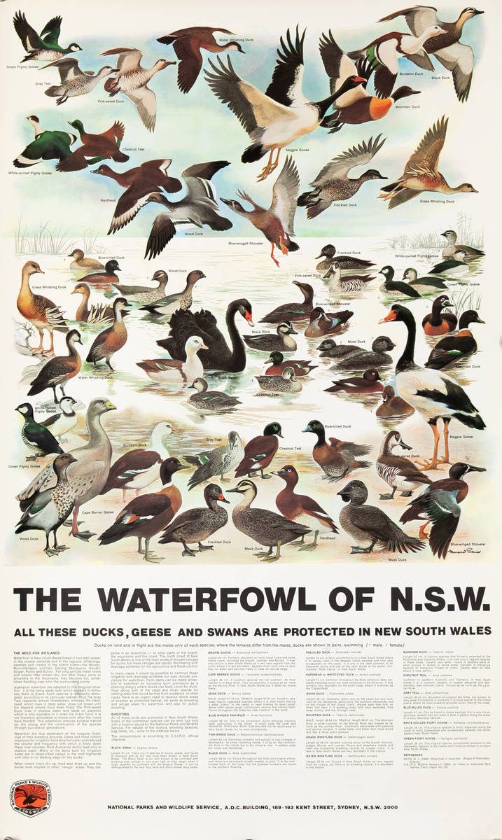 The Waterfowl of NSW Original Australian Flora and Fauna Poster
