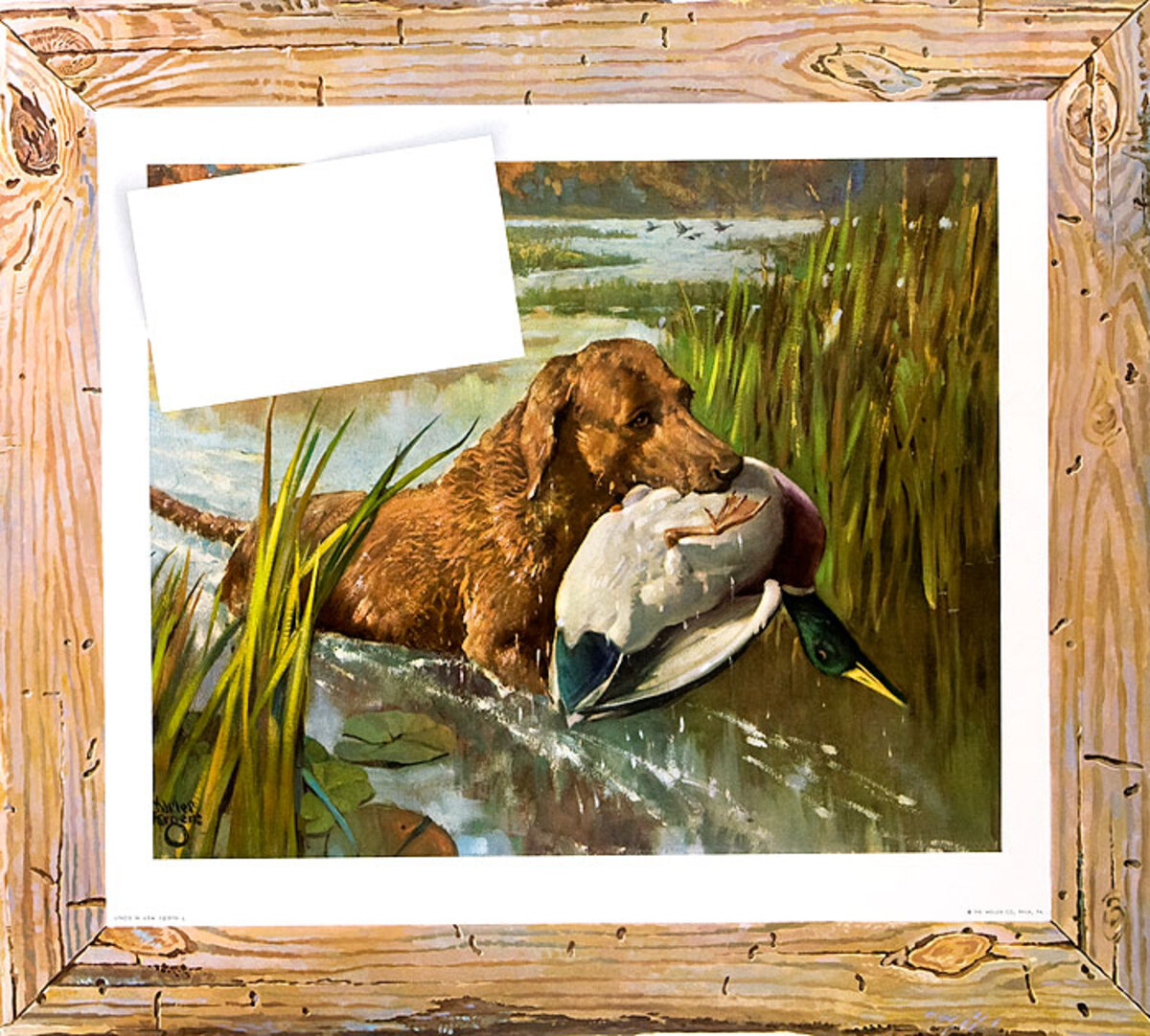 Retriever With Duck in Mouth Huge Original Press Sheet