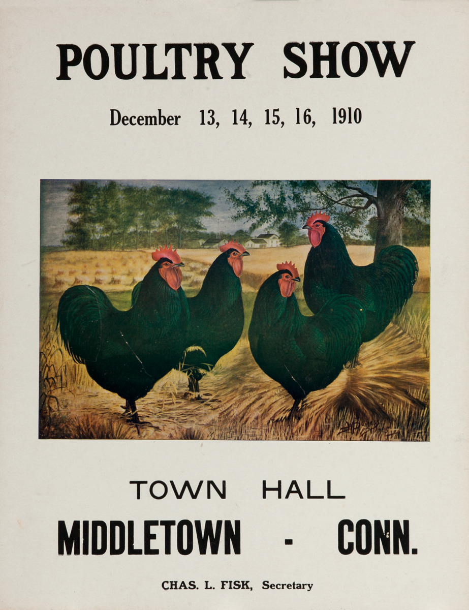 Poultry Show Middletown Conn 4 black birds