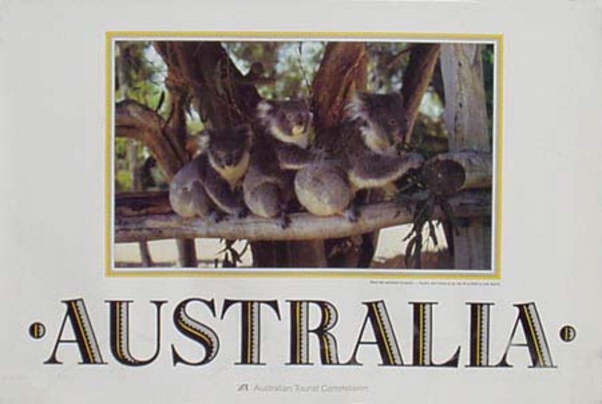 Australia Original Vintage Travel Poster Koala Bears photo