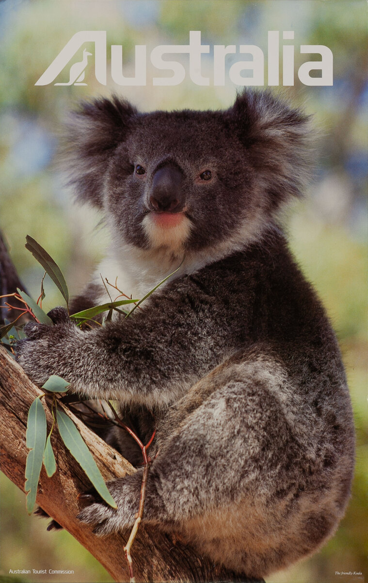 Australian Tourist Board Original Travel Poster Koala Photo