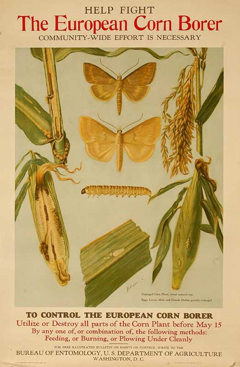 European Corn Borer Original American Food Production Poster