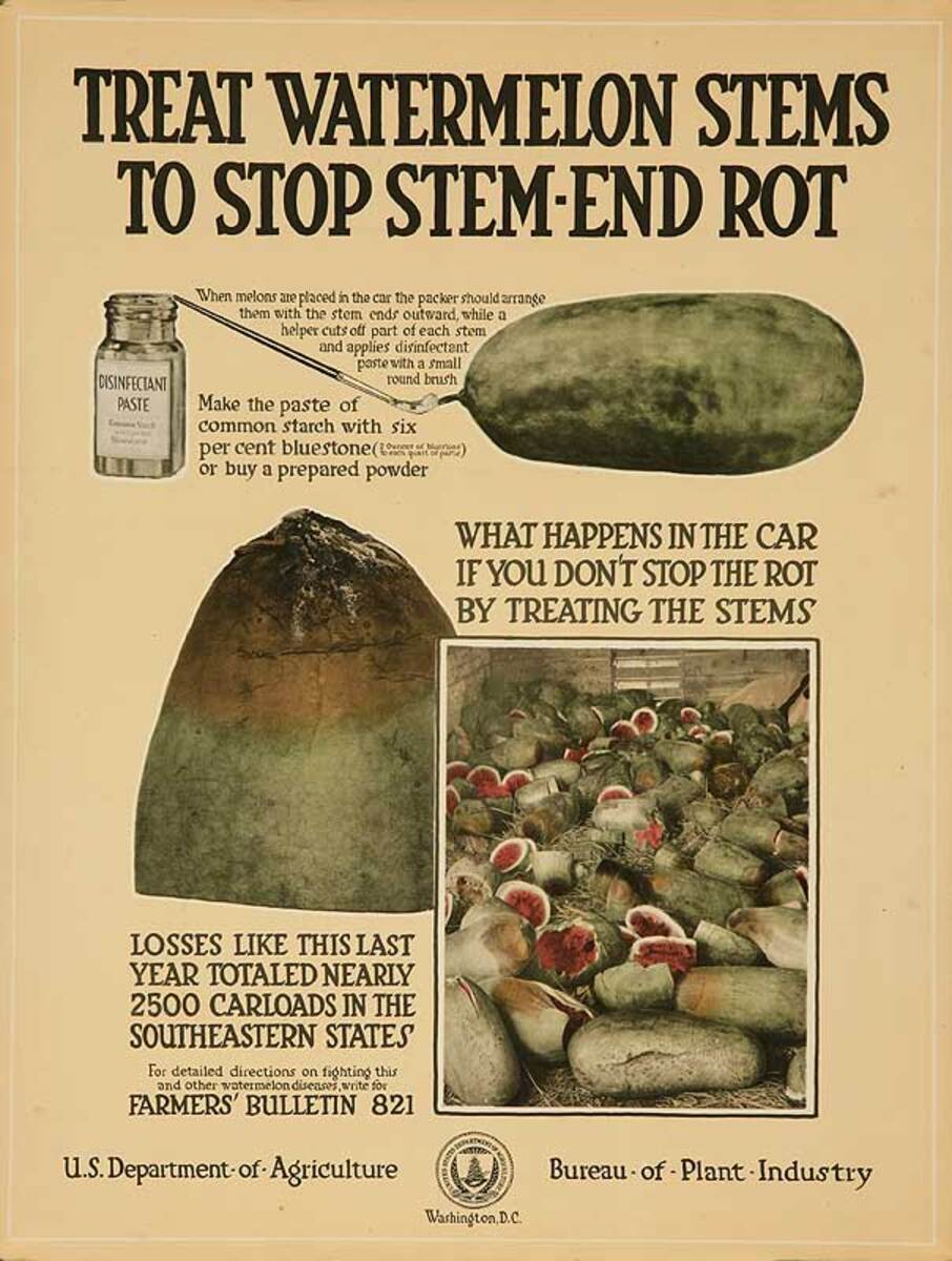 Treat Watermelon Stems Original USDA Bureau of Plant Industry Poster