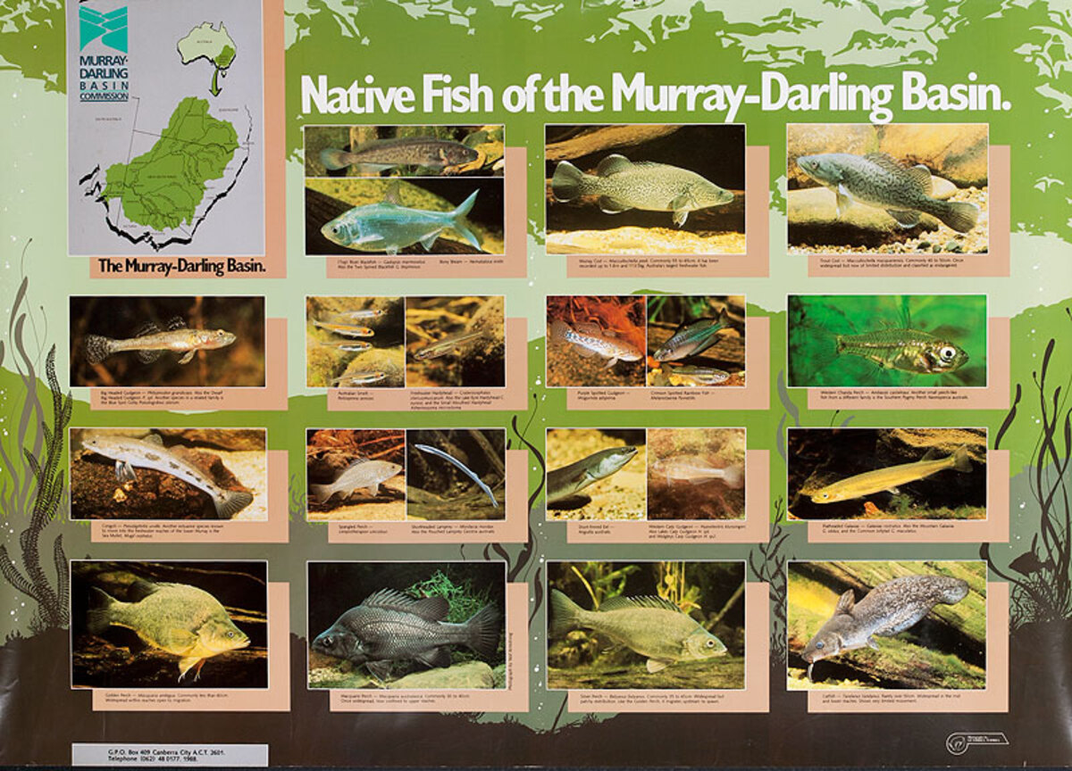 Native Fish of the Murray-Darling Basin Original Australian Travel Poster