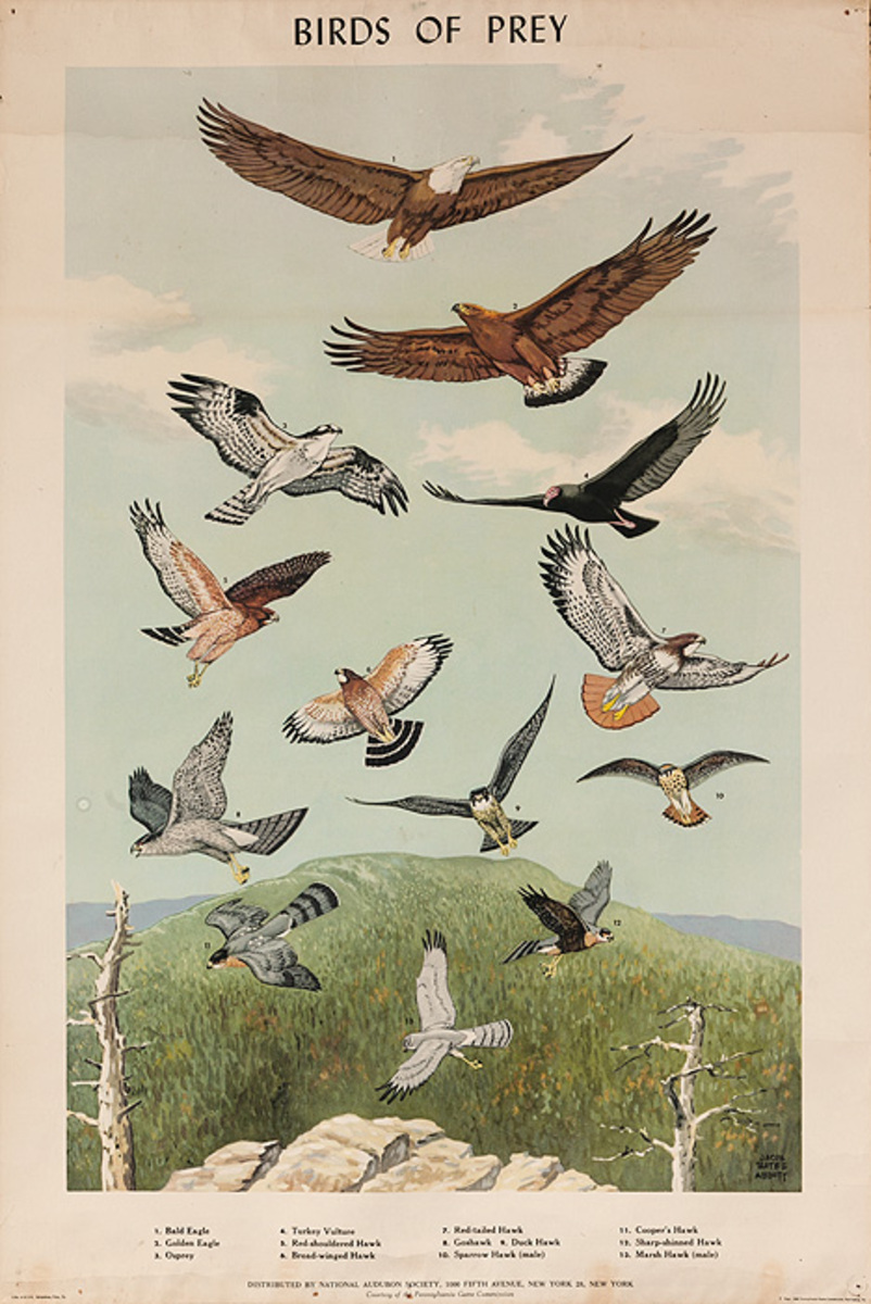 Audubon Society Original Birds Of Prey Poster