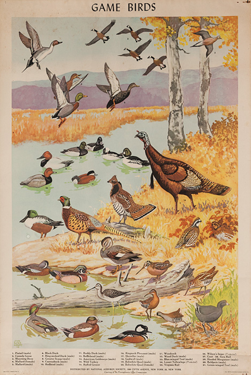 Audubon Society Original Game Birds Poster