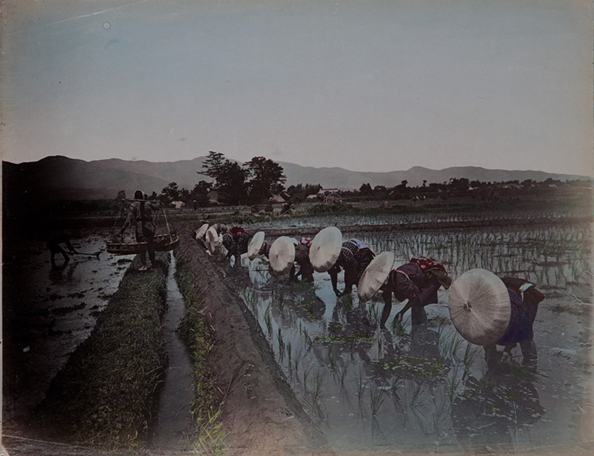 Meiji Era Hand Colored Japanese Albumen Photograph Planting Rice