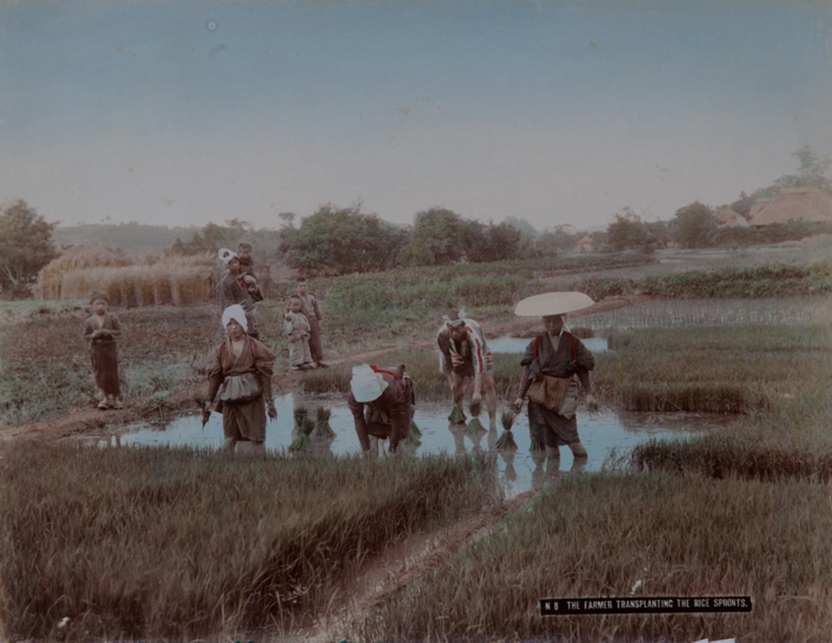Meiji Era Hand Colored Japanese Albumen Photograph N 8 The Farmer Transplanting the Rice Sprouts
